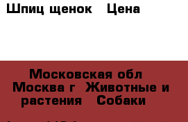 Шпиц щенок › Цена ­ 17 000 - Московская обл., Москва г. Животные и растения » Собаки   